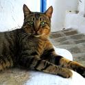 Mykonos Katzen (9)